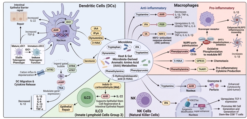 Integrating host-microbiota metabolic networks: how aromatic amino acids shape immune homeostasis and affect disease progression