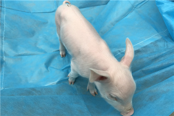 张坤课题组成功研制出抗蓝耳病基因编辑克隆猪