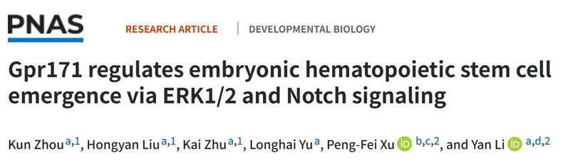 李艳课题组在《PNAS》发表论文-发现Gpr171通过ERK1/2与Notch信号通路调控胚胎造血干细胞的发生
