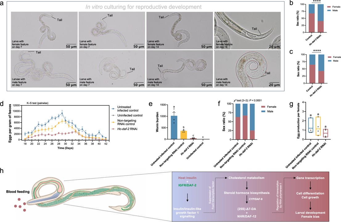 Host insulin hijacking by a nematode receptor mediates developmental plasticity and sex ratio shifts