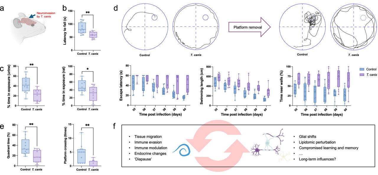 Spatial transcriptomic atlas of murine neurotoxocariasis reveals region-specific host responses and dysfunction in the brain.