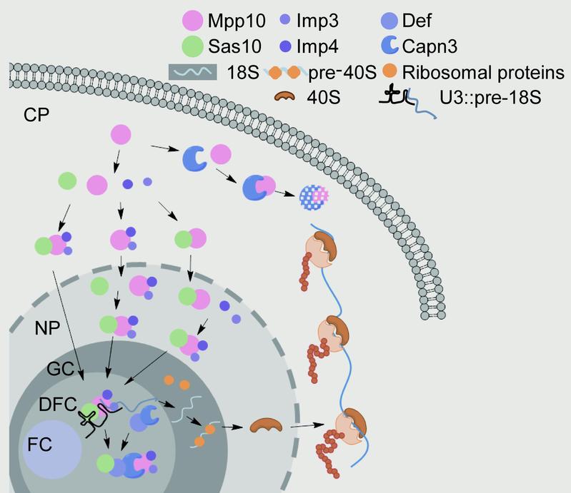 彭金荣教授课题组在《 Nucleic Acids Research》发表论文阐明核仁蛋白 Sas10 与 Mpp10 在消化器官发育中的功能及其与Def-Capn3 蛋白降解途径的关系