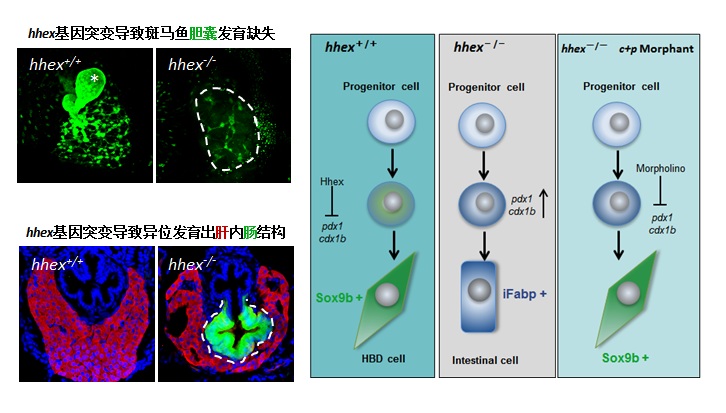 彭金荣教授实验室在《Journal of Molecular Cell Biology》发表论文阐明基因突变为何让肝脏内长出肠道