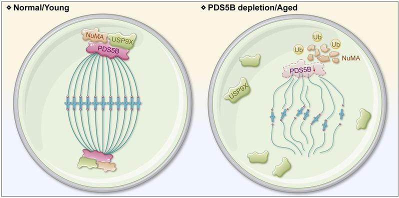 Insufficiency of cohesin regulatory protein PDS5B triggers meiotic failure and aneuploidy in oocytes during advanced maternal aging