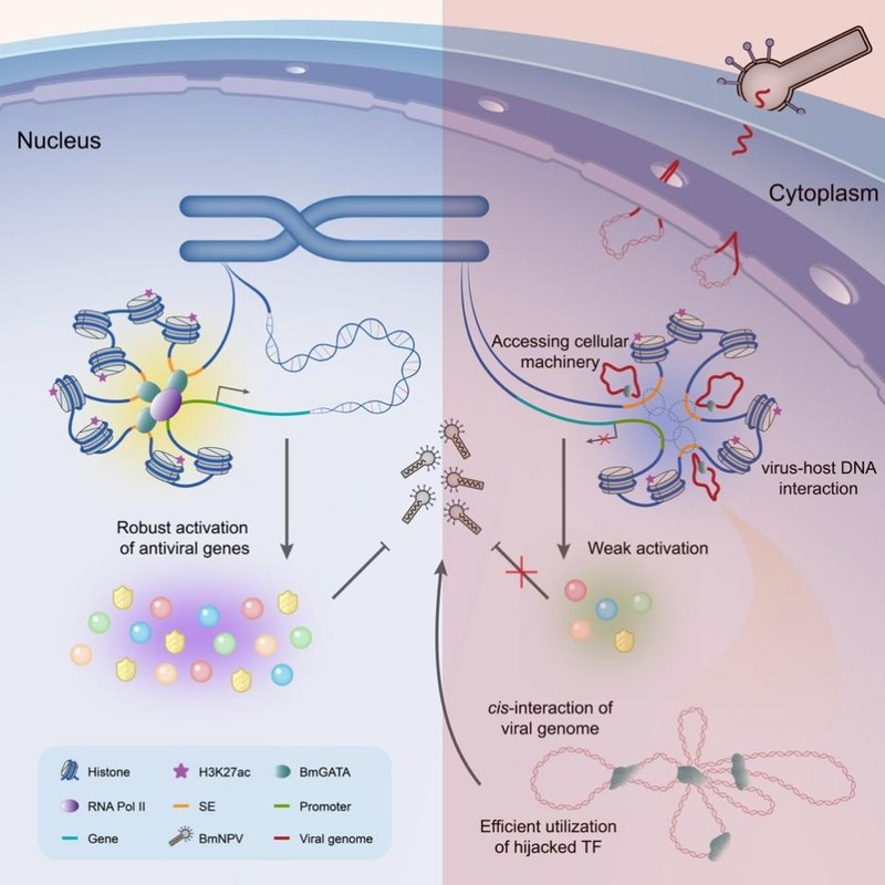 吴小锋教授课题组在《Nucleic Acids Research》发表论文揭示杆状病毒与宿主DNA互作的分子机制