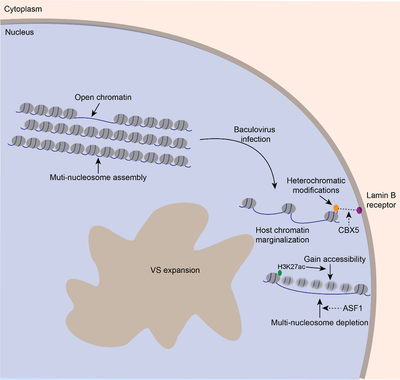 吴小锋课题组在微生物领域知名期刊《Plos Pathogens》发表论文