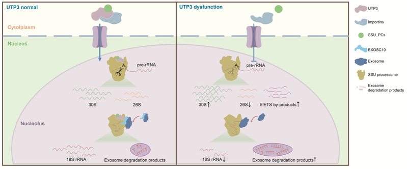 彭金荣课题组在《Nucleic Acids Research》发表论文阐明UTP3在介导蛋白核仁定位及18S rRNA加工成熟中的功能