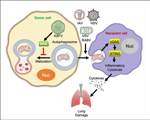 Coronavirus M protein promotes mitophagy over virophagy by recruiting PDPK1 to phosphorylate SQSTM1 at T138