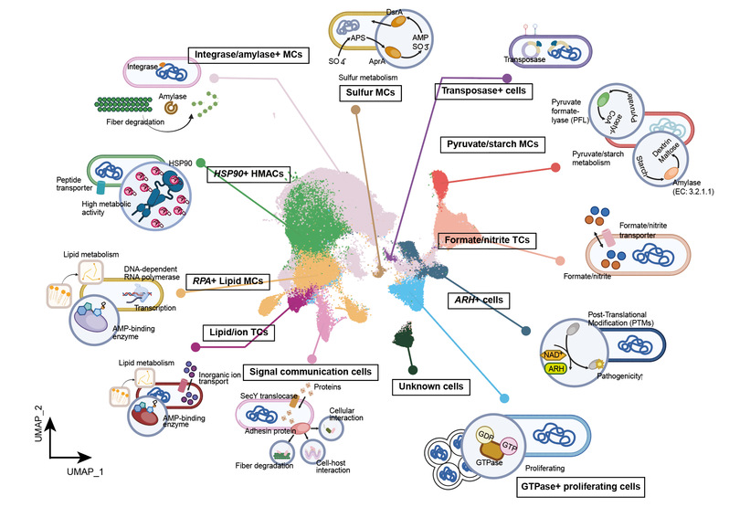 孙会增课题组在Nature Microbiology上发文揭示奶牛瘤胃微生物活性功能类群