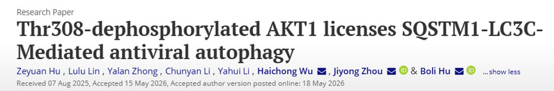 周继勇/胡伯里/吴海冲课题组在《Autophagy》上发表论文-Thr308去磷酸化的AKT1启动了SQSTM1 - LC3C介导的抗病毒自噬