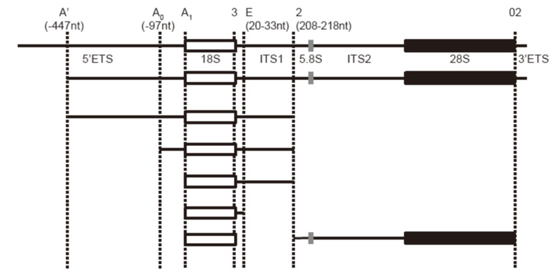 彭金荣课题组在《Nucleic Acids Research》发表论文阐明斑马鱼18S rRNA加工成熟过程以及Rcl1在该过程中的关键功能