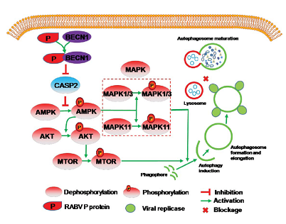 CASP2通路与病毒复制―动科学院周继勇实验室在《Autophagy》发文阐释狂犬病毒复制的自噬机制