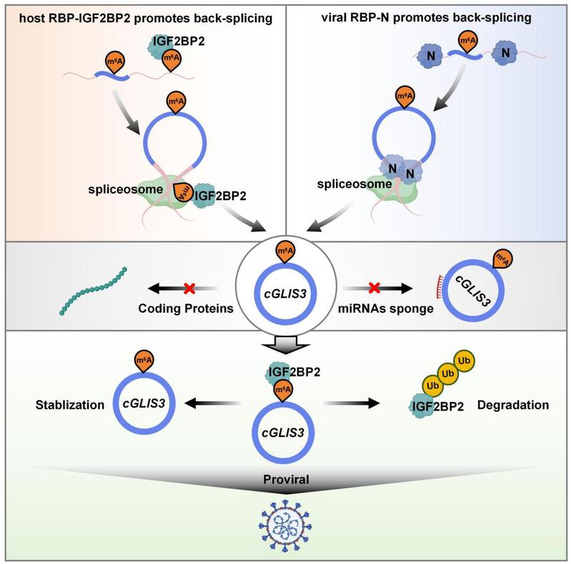 Deltacoronavirus modulates circRNA cGLIS3 metabolism to evade host antiviral response