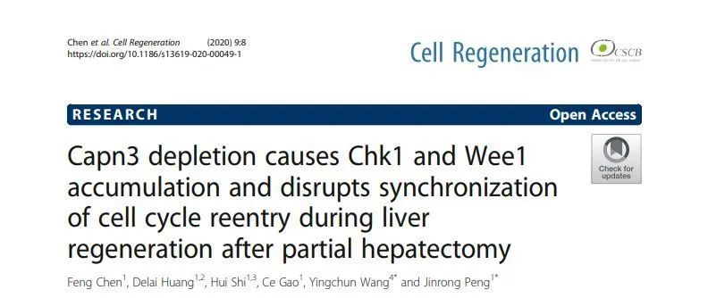 彭金荣课题组在《Cell Regeneration》发表论文揭示肝脏部分切除后细胞周期再进入同步化的新机制