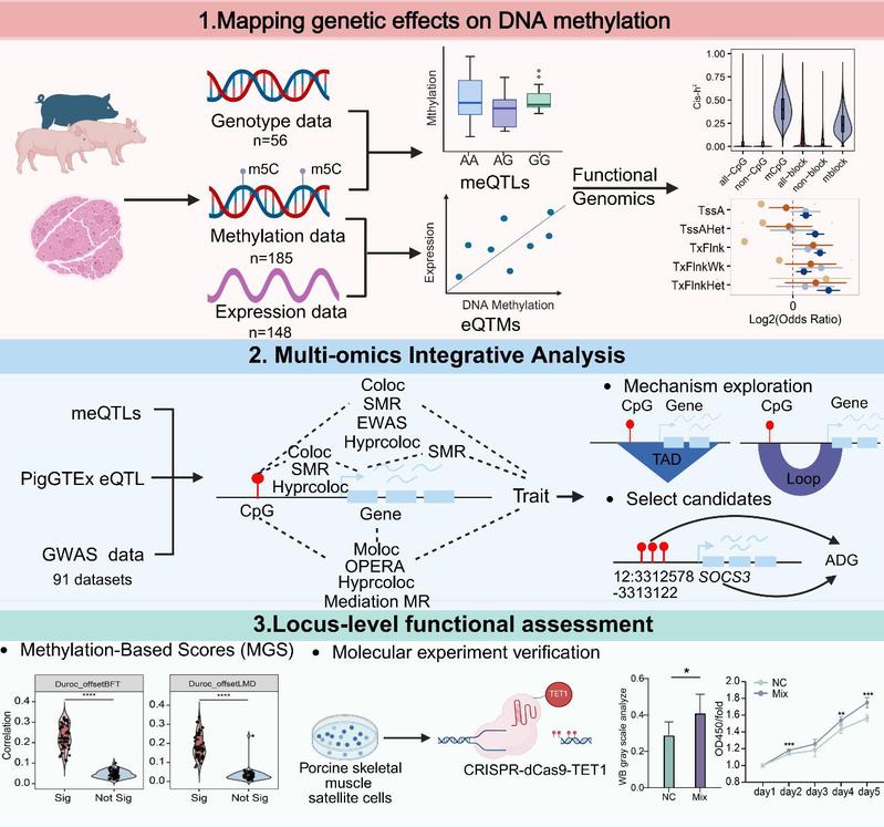王起山教授、潘玉春教授团队在《Journal of Advanced Research》发表研究成果：整合基因组学破译DNA甲基化介导的猪复杂性状遗传调控机制
