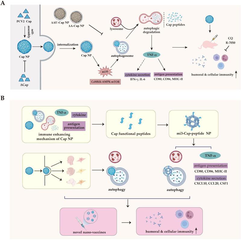 A multi species autophagy-inducing nano-vaccine platform: uncovering immunoenhancement properties of PCV2 cap nanoparticles