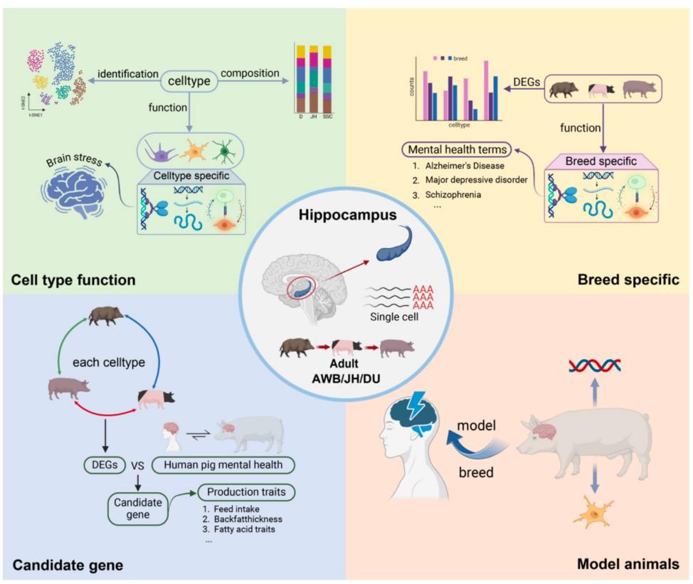 Single-nucleus atlas provides insights into changes in the evolution of the pig hippocampus