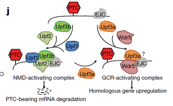 热烈祝贺我院彭金荣教授与生科院陈军教授合作在《Nature》发表研究论文