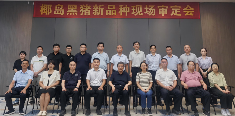 十五年磨一剑，潘玉春教授团队领衔培育的“椰岛黑猪”获国家新品种证书