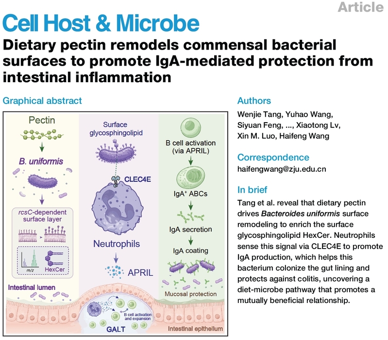 Dietary pectin remodels commensal bacterial surfaces to promote IgA-mediated protection from intestinal inflammation