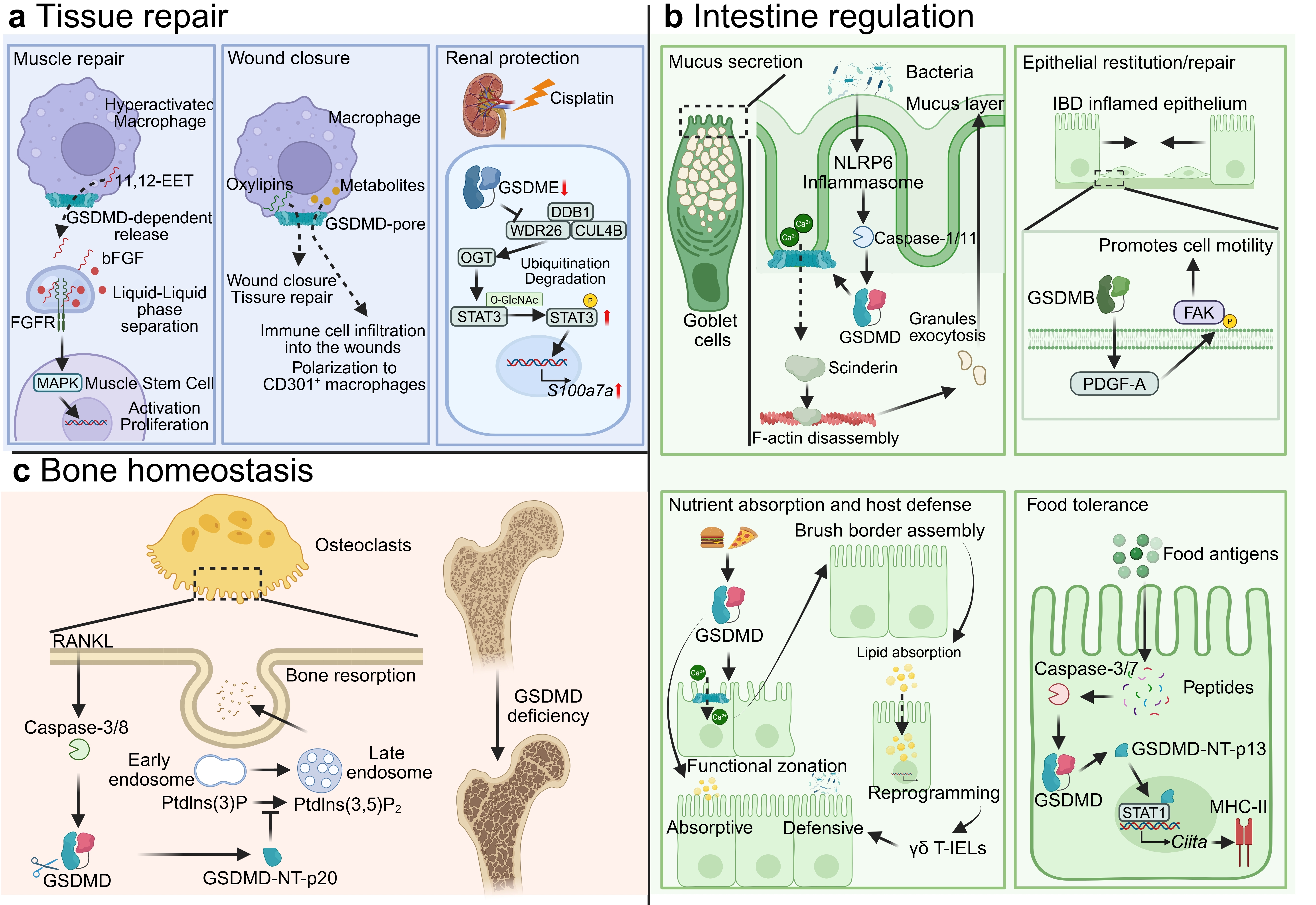 The gasdermin family: from pyroptosis mechanisms to therapeutic targets