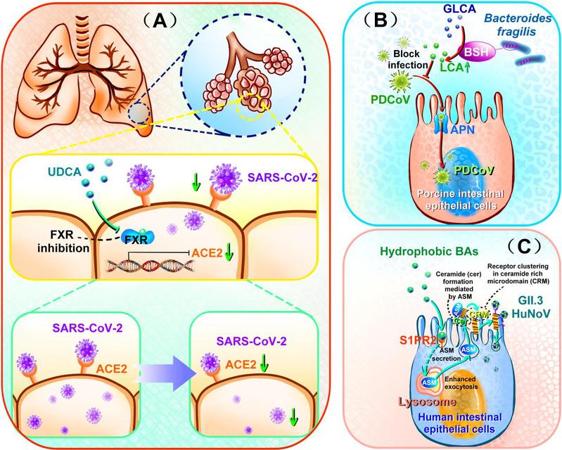 朱书课题组在《Trends in Microbiology》发表综述-揭示肠菌胆汁酸调控病毒感染的双重机制