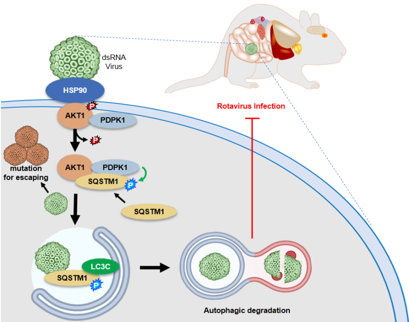 Thr308-dephosphorylated AKT1 licenses SQSTM1-LC3C-Mediated antiviral autophagy