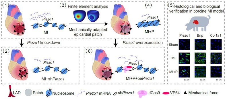 庄乐南研究员课题组在《Advanced Science》发文揭示心脏补片通过精细调控Piezo1治疗心肌梗死的分子机制